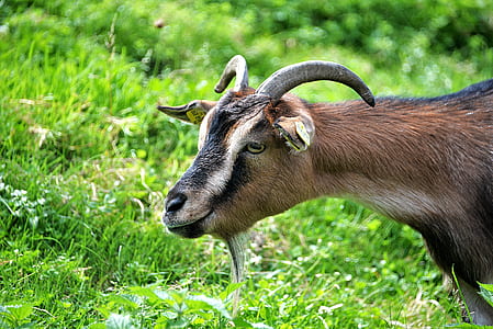 photo of beige and black goat