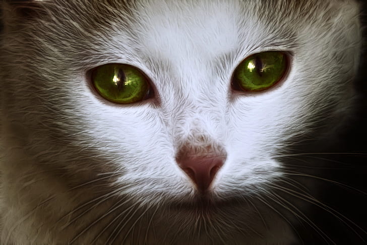 closeup photography of white and grey cat