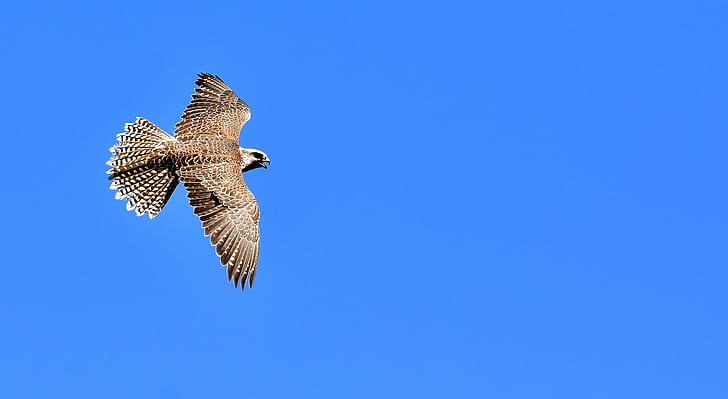 photo of flight of brown and white eagle