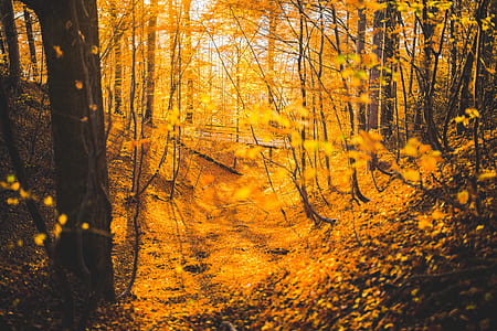 Orange Leaved Trees in Forest during Daytime