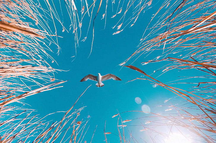 Flying seagull bird in blue sky