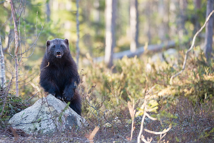 selective focus photography of black bear stands near grey rock