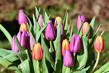 purple and yellow tulip flowers