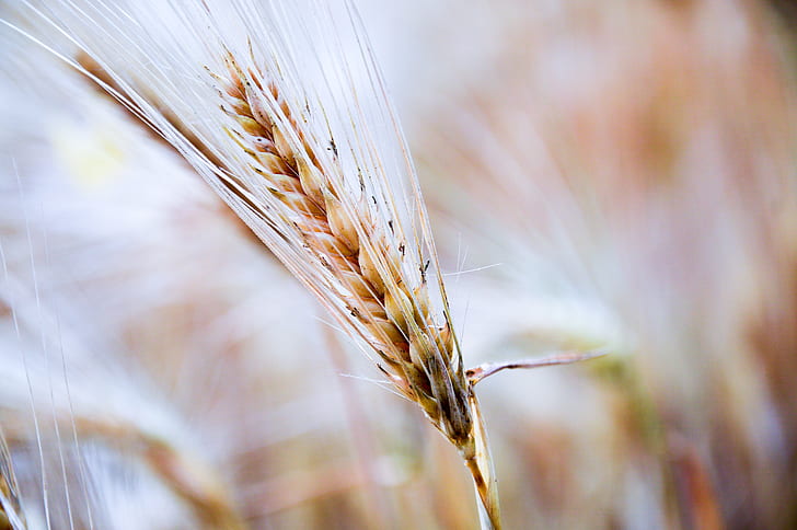 close photography of brown wheat