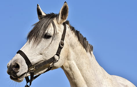 Closeup of Horse S Head with Blinder Stock Image - Image of mare,  workhorse: 39642751