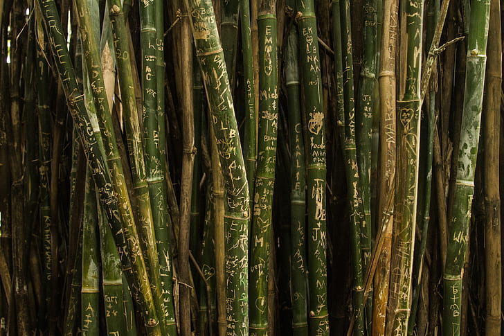 brown and green bamboos