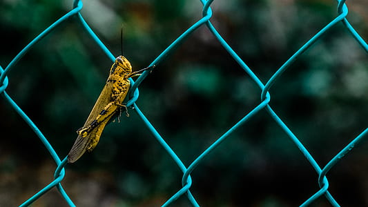 Yellow and Black Grasshopper on Teal Cyclone Wire Fence during Daytime in Shallow Focus Photography