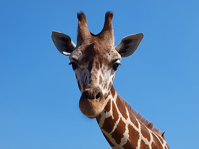 brown and white giraffe