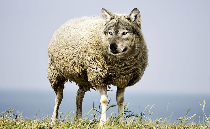 sheep with photo edited wolf head