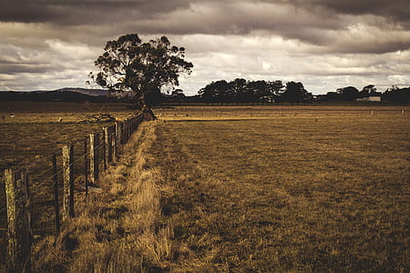 brown grass fields with fences