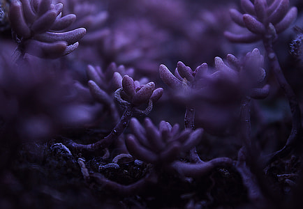 macro shot photography of purple plants