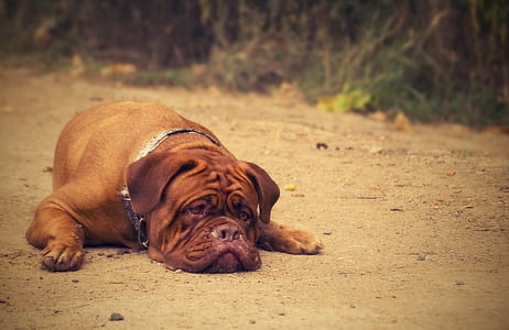 adult tan French mastiff lying on brown soil during daytime close-up photo