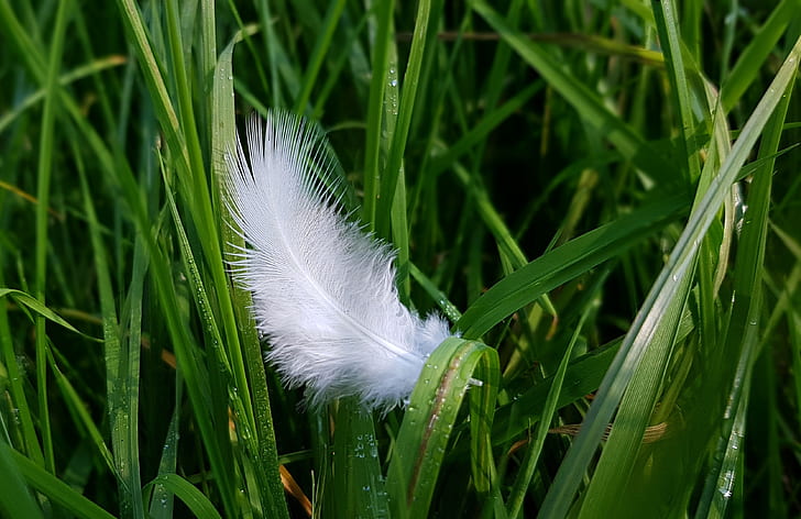 white feather on green grass