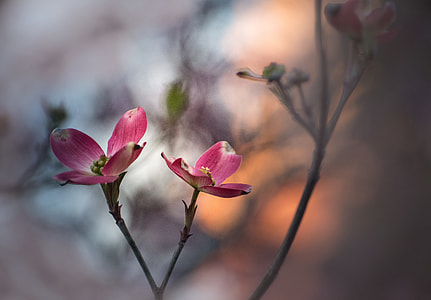 shallow focus photography of pink flower during day time