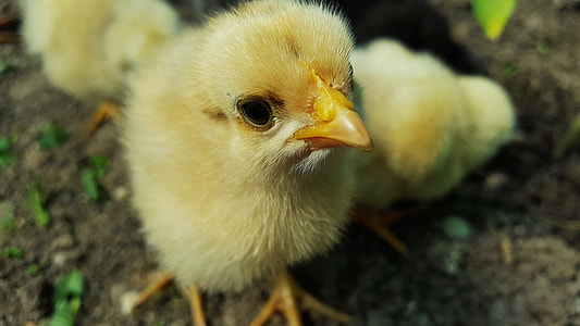close-up photo of yellow chicken chick