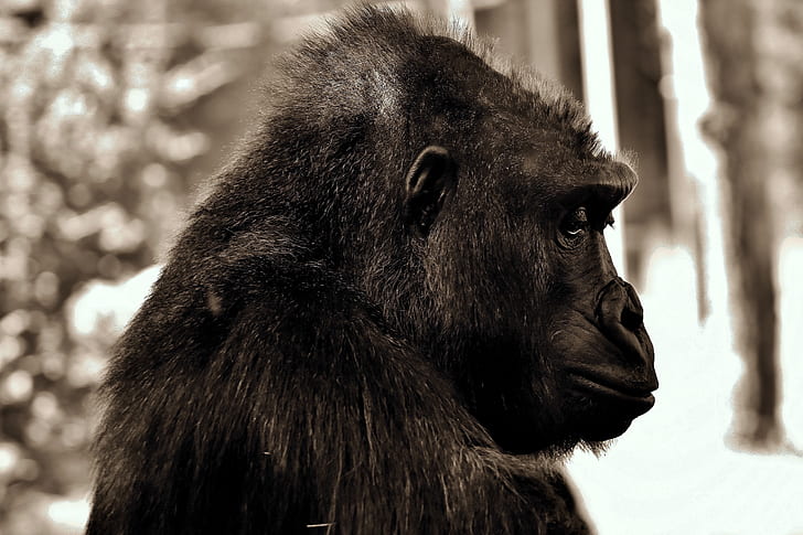 closeup photography of black gorilla