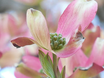 pink flower tilt-shift lens photography