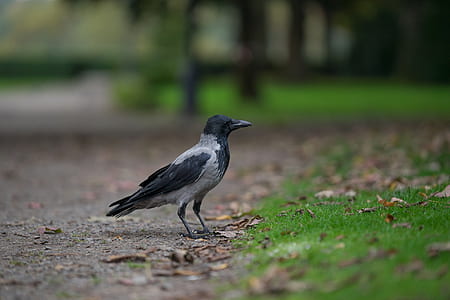 Black Winged Crow on Grass Field
