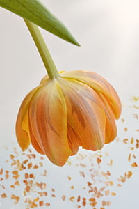 close-up photo of yellow tulip flower