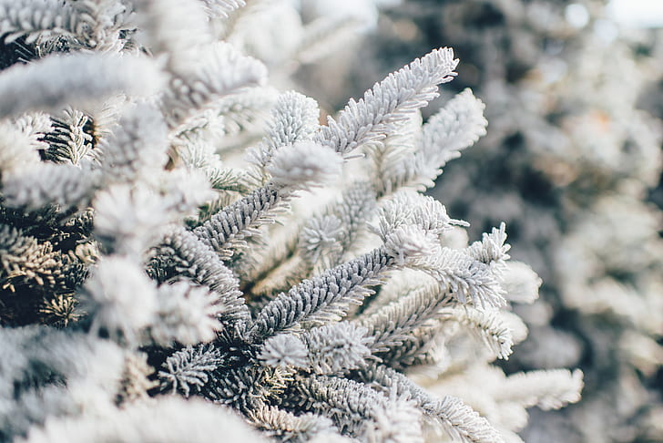 close-up photo of white pine trees