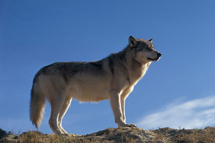 low-angle photography of white and black wolf on grass under blue sky during daytime
