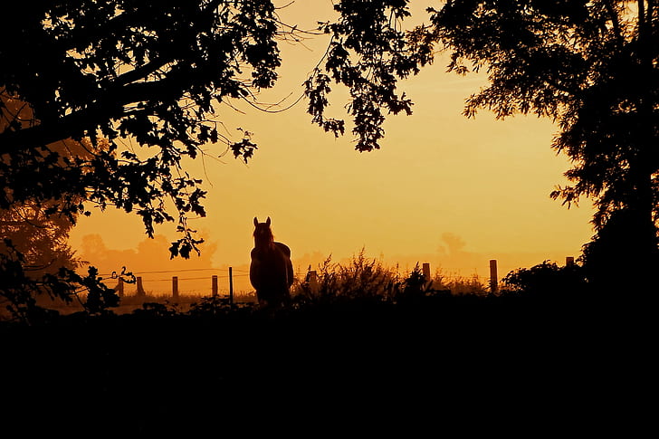 brown horse near fence during sunset