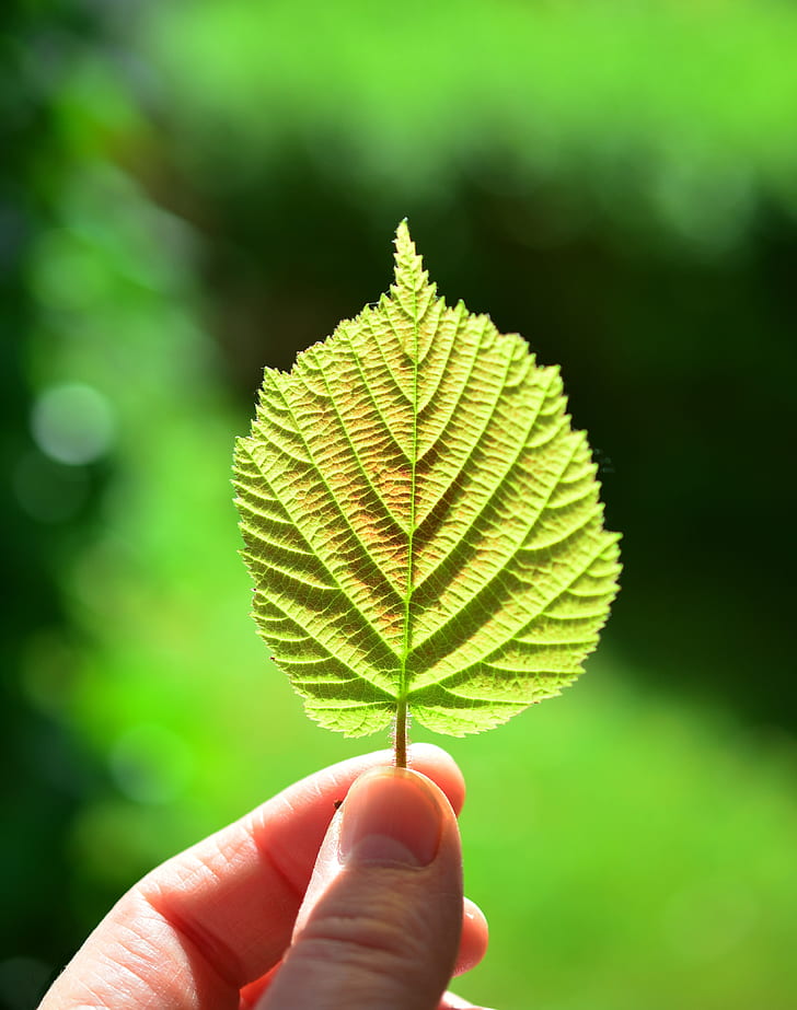 selective focus photography of person holding green leaf