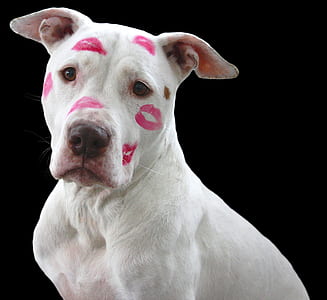 adult white dog with kiss marks on face