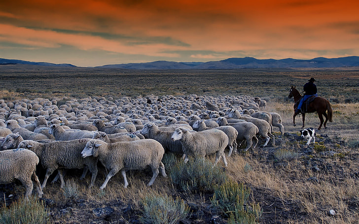 photo of herd of sheeps