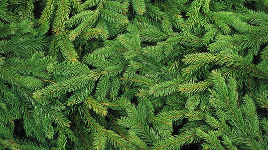 green pine tree leaves