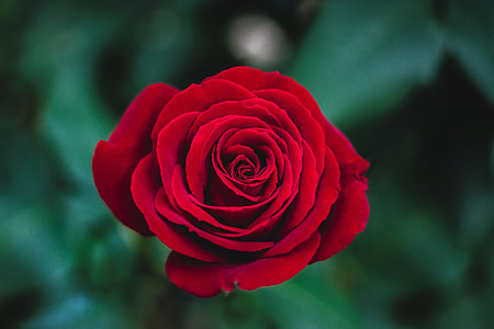 Red Rose on shallow focus photography