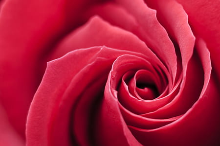 photo of red rose