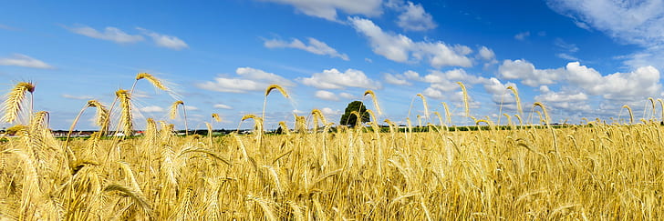 green wheat plant under blue and white sky during daytime