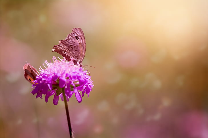 purple chives flower and brown moth in closeup photo