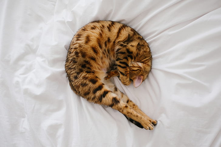 Bengal cat sleeping on white bed spread