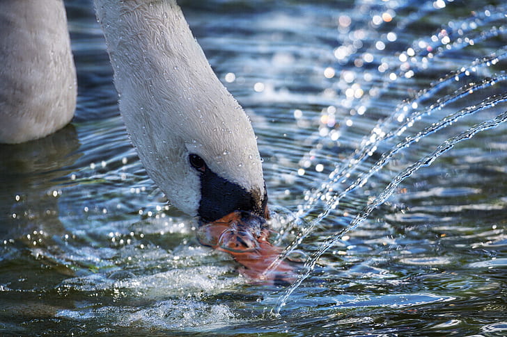 swan drinking water photography
