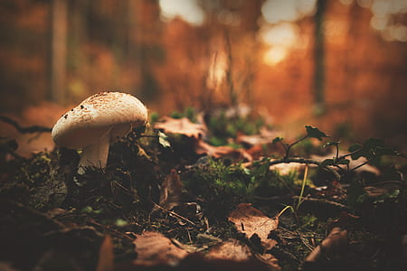 selective focus photo of white and brown mushroom near brown fallen leaves