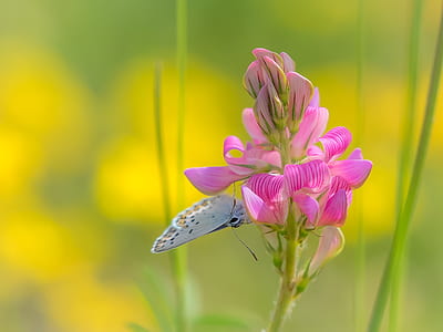 photography of butterfly on flower