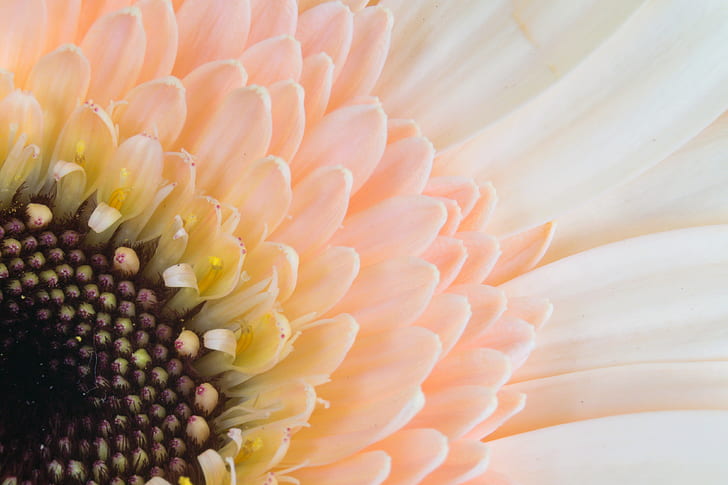 peach-colored gerbera daisy in macro photography