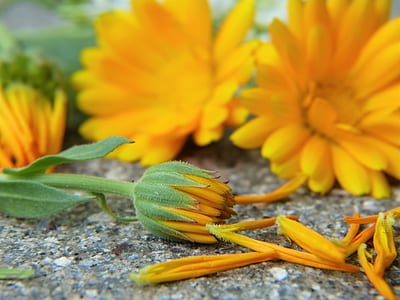 selective focus photography of yellow calendula flowers with flower bud