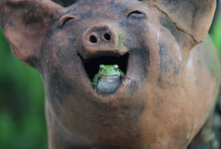 green and white frog in brown ceramic pig mouth figurine during daytime