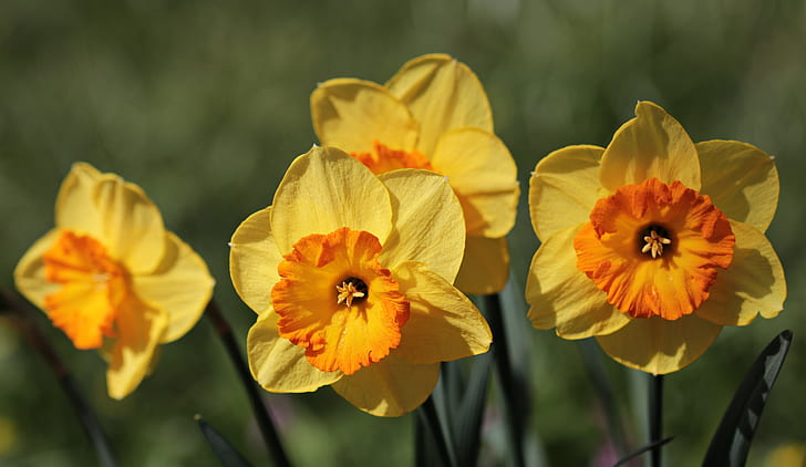 focus photography of yellow daffodil flowers
