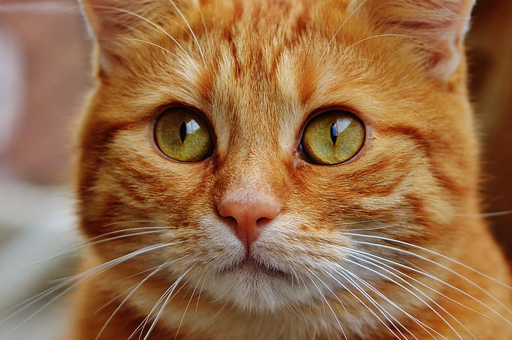close up photo of orange and white tabby cat