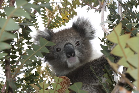 gray Koala surrounded by leaves