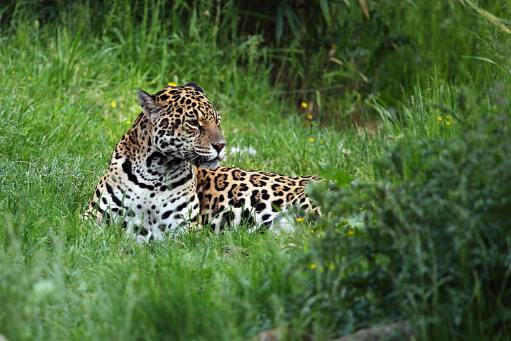leopard lying on green grass field during daytime