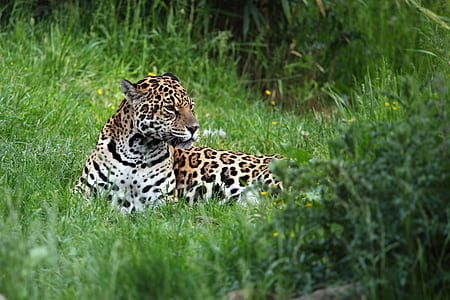 leopard lying on green grass field during daytime