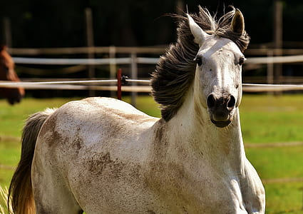 closeup photo of white and black horse