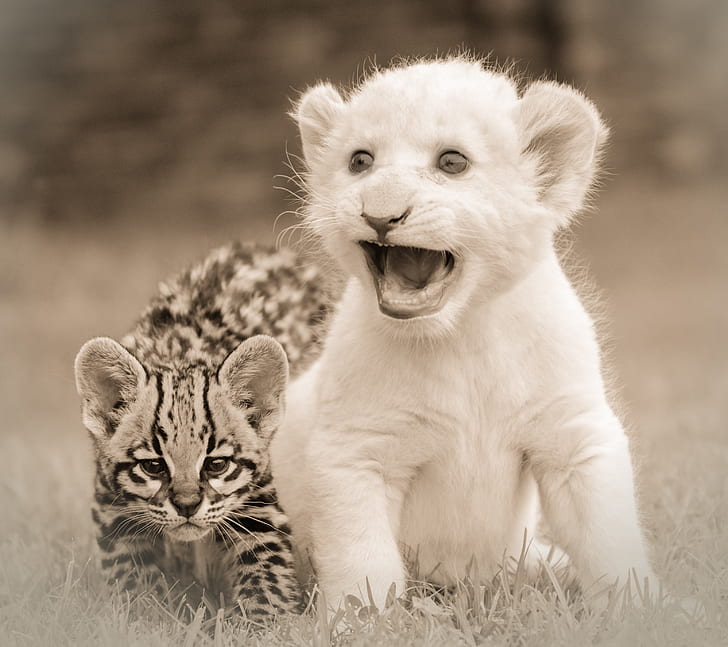 two lion and leopard cubs