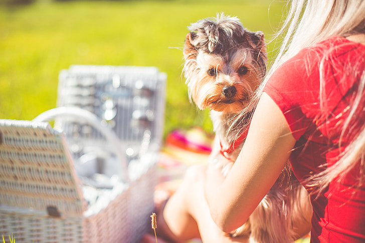 Enjoying Sunday Picnic with Cute Yorkshire Terrier