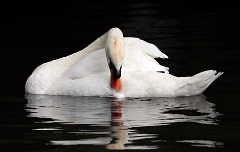 white swan on water